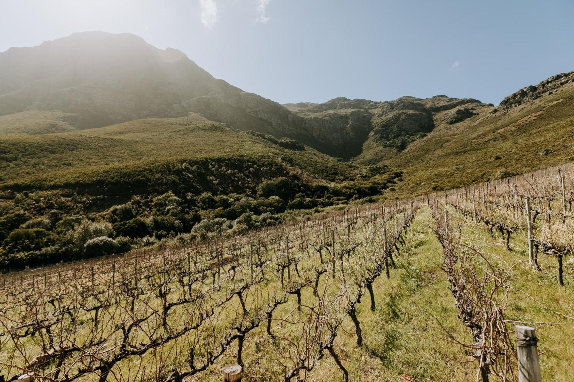 Little In The Vineyard Stellenbosch
